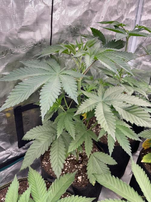 C.C.G / O.S.S Grow Event Citrus Slurp. Week 5