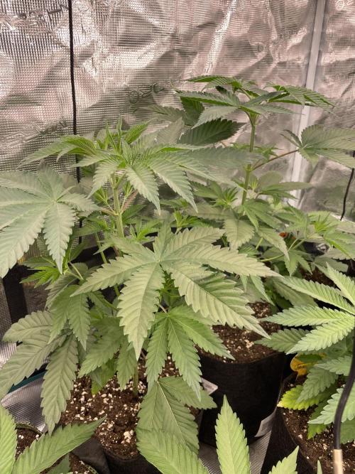 C.C.G / O.S.S Grow Event Citrus Slurp. Week 5