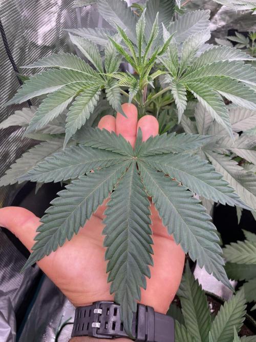 C.C.G / O.S.S Grow Event Citrus Slurp. Week 5