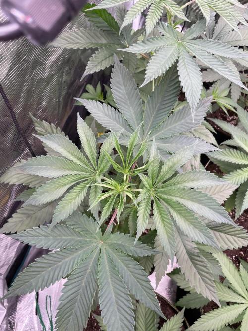 C.C.G / O.S.S Grow Event Citrus Slurp. Week 5