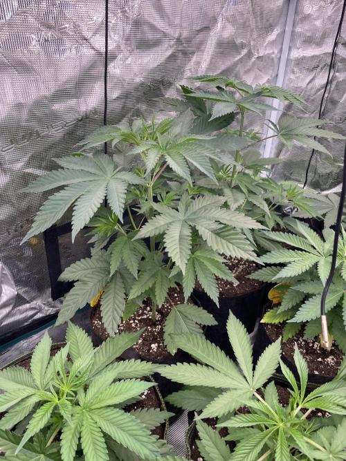 C.C.G / O.S.S Grow Event Citrus Slurp. Week 5