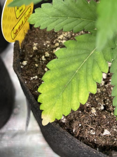 C.C.G / O.S.S Grow Event Banana Fumes. Week 5