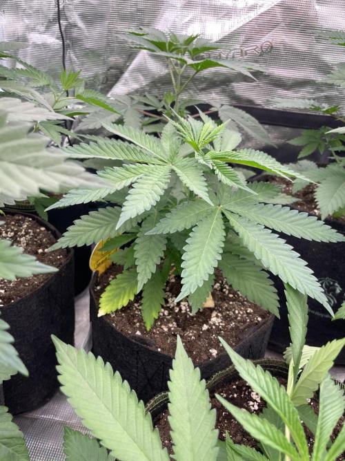 C.C.G / O.S.S Grow Event Banana Fumes. Week 5