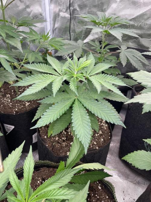 C.C.G / O.S.S Grow Event Banana Fumes. Week 5
