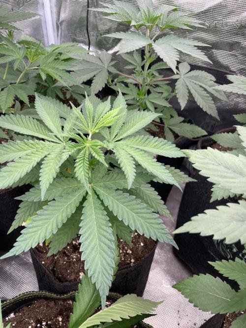 C.C.G / O.S.S Grow Event Banana Fumes. Week 5