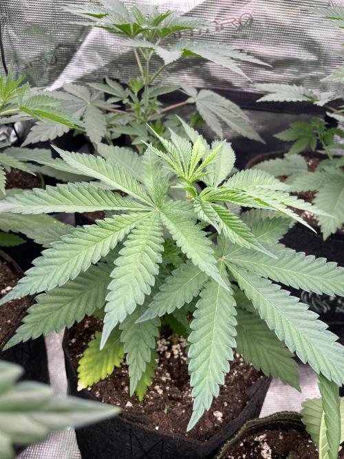 C.C.G / O.S.S Grow Event Banana Fumes. Week 5
