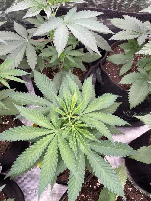 C.C.G / O.S.S Grow Event Banana Fumes. Week 5