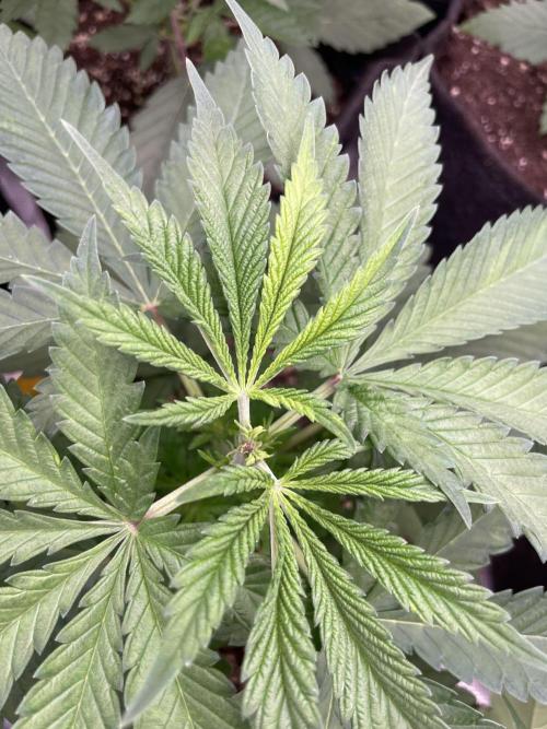 C.C.G / O.S.S Grow Event Banana Fumes. Week 5