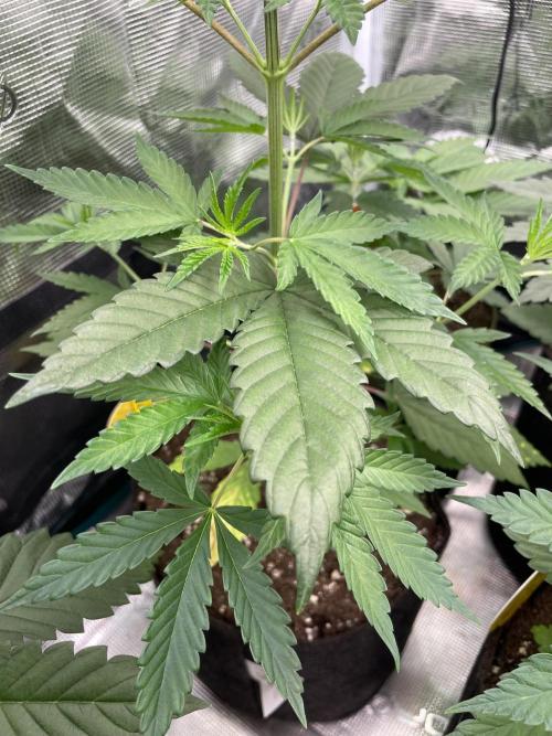 C.C.G / O.S.S Grow Event Poison cookies. Week 5