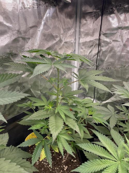 C.C.G / O.S.S Grow Event Poison cookies. Week 5