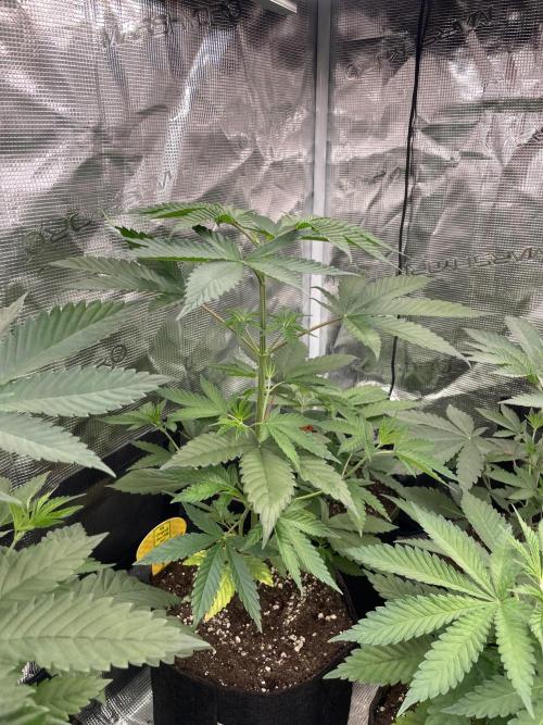 C.C.G / O.S.S Grow Event Poison cookies. Week 5