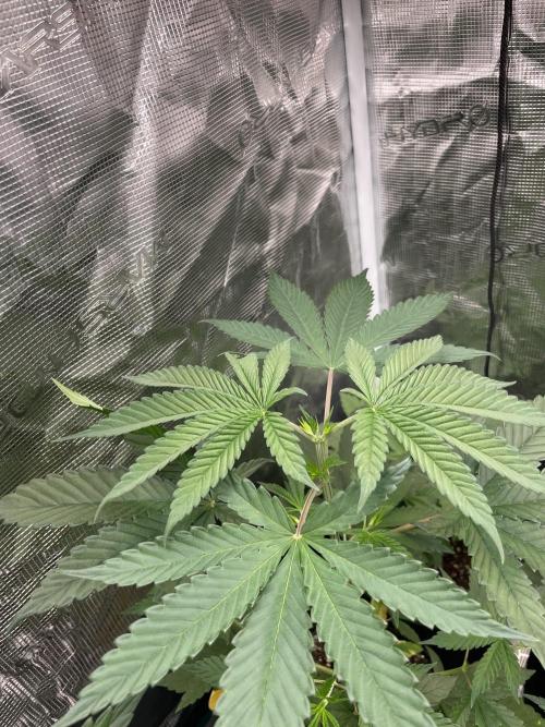 C.C.G / O.S.S Grow Event Poison cookies. Week 5