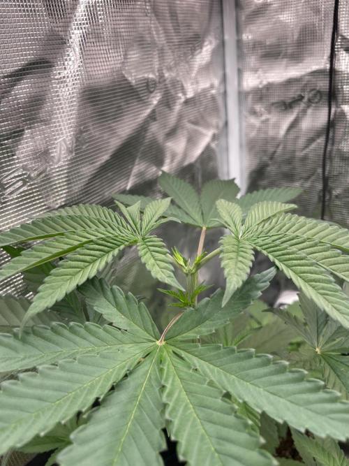 C.C.G / O.S.S Grow Event Poison cookies. Week 5