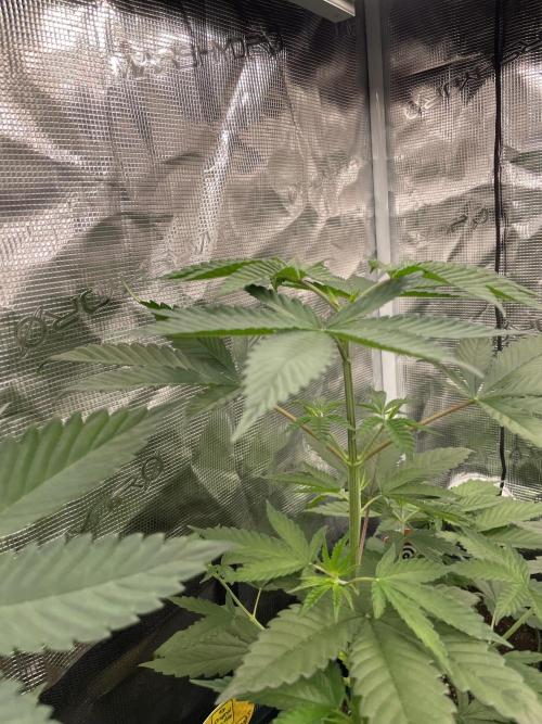 C.C.G / O.S.S Grow Event Poison cookies. Week 5