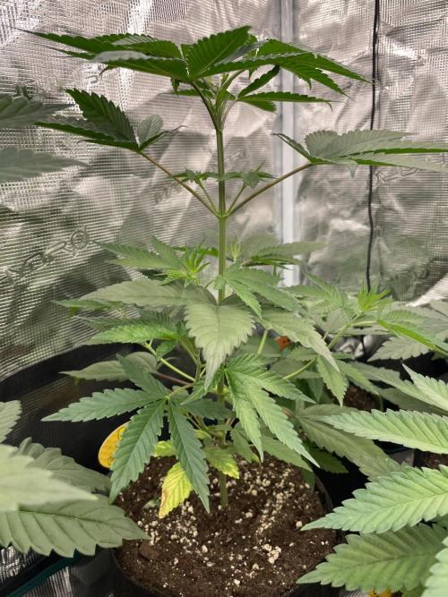 C.C.G / O.S.S Grow Event Poison cookies. Week 5