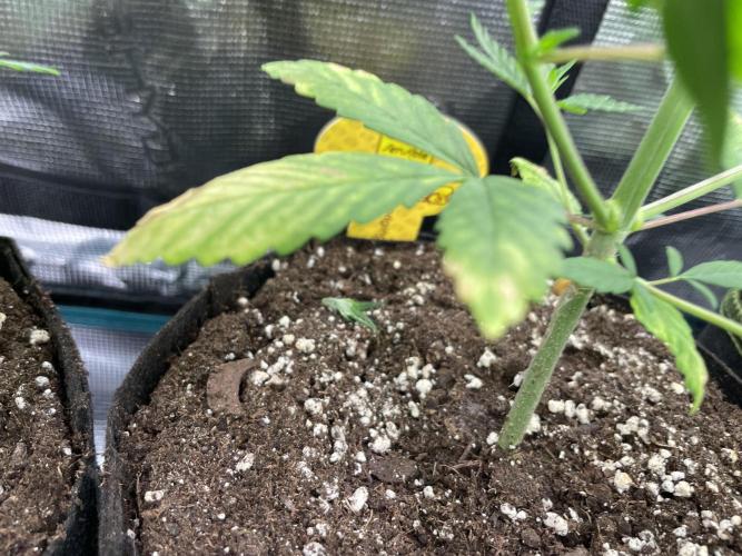 C.C.G / O.S.S Grow Event Poison cookies. Week 5