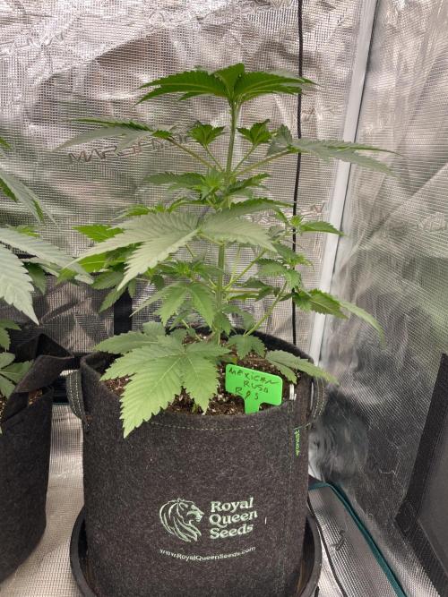 Mexican rush. Week 4