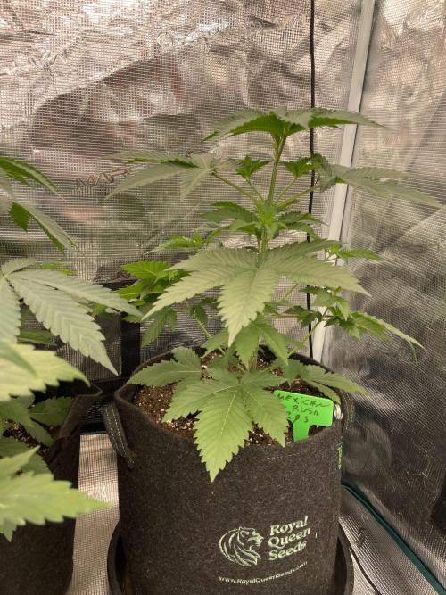 Mexican rush. Week 4