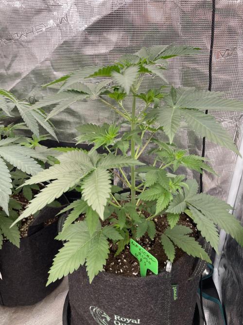 Mexican rush. Week 4