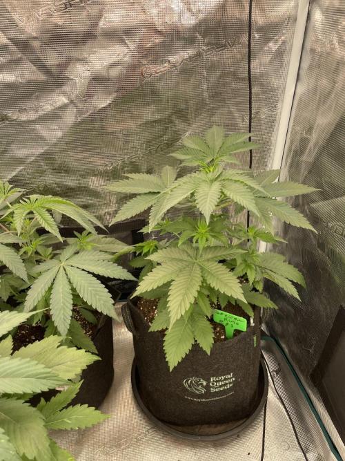 Mexican rush. Week 4