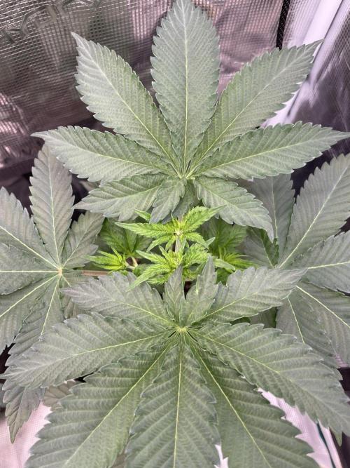 Mexican Rush. Week 4