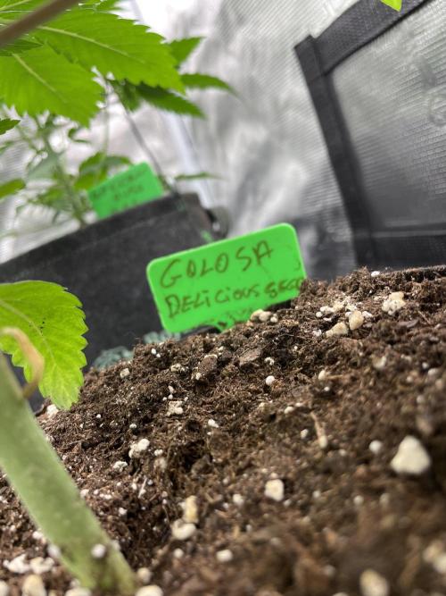 Golosa. Week 4