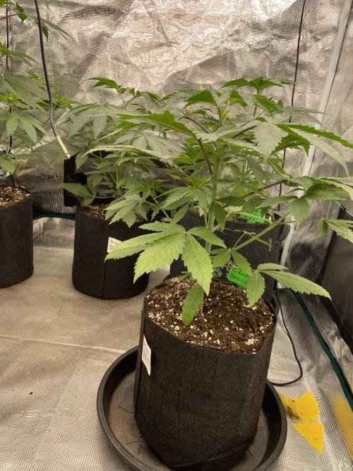 Golosa. Week 4