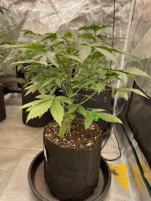 Golosa. Week 4
