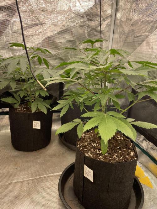 Golosa. Week 4