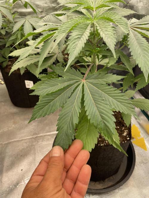 Golosa. Week 4