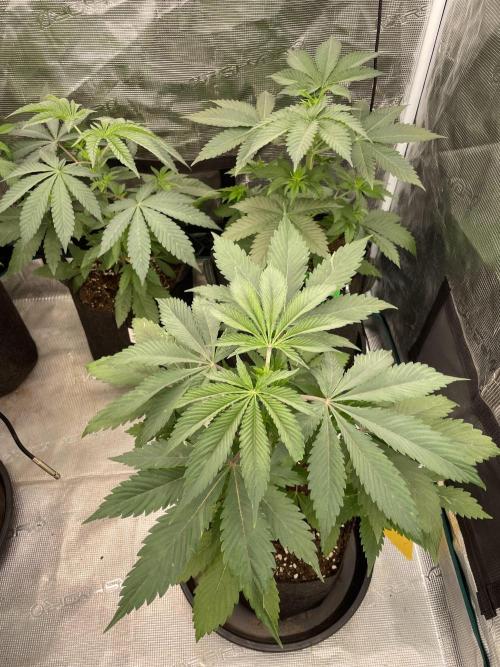 Golosa. Week 4