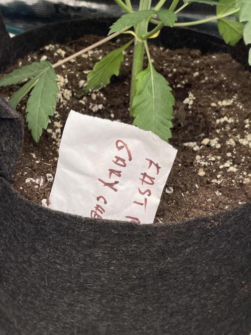 Gary Sherbet. Week 4