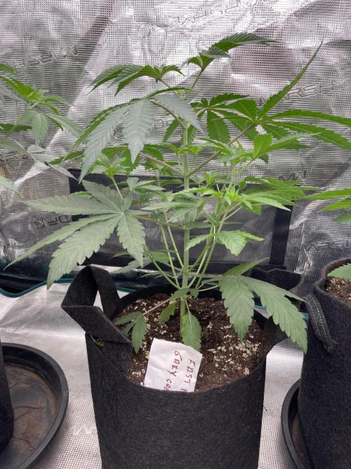 Gary Sherbet. Week 4