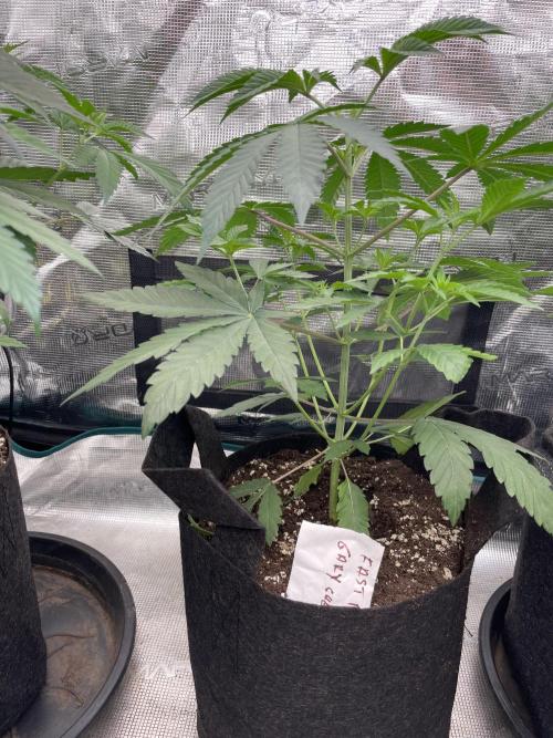 Gary Sherbet. Week 4