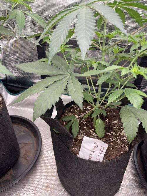 Gary Sherbet. Week 4