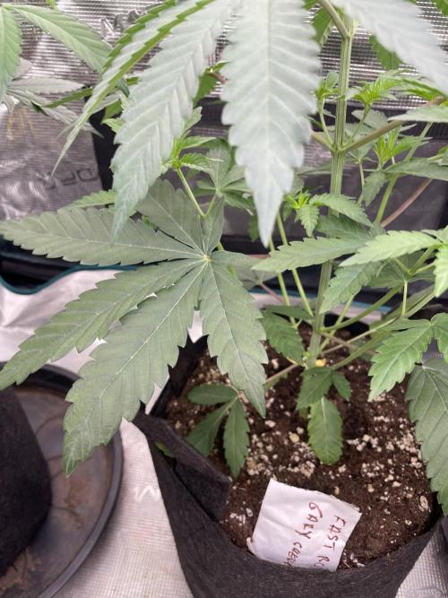 Gary Sherbet. Week 4