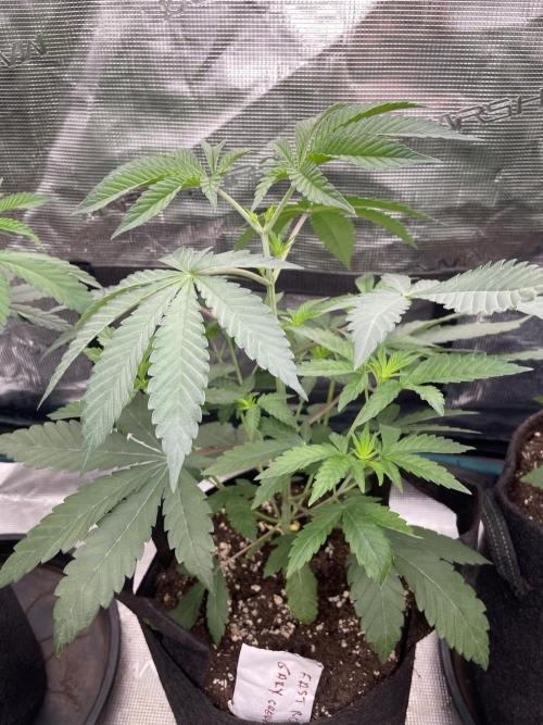Gary Sherbet. Week 4