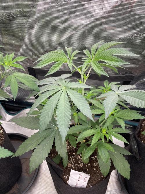 Gary Sherbet. Week 4