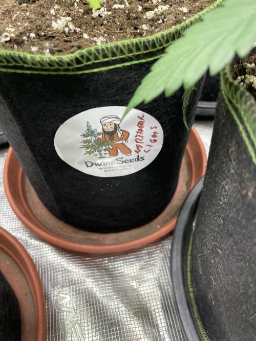 Northern lights. Week 4