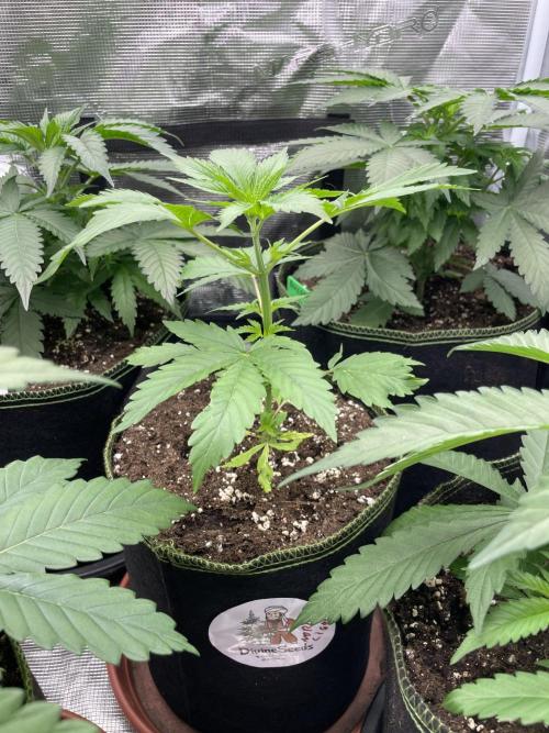 Northern lights. Week 4