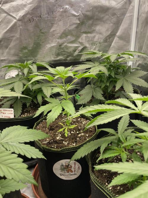 Northern lights. Week 4