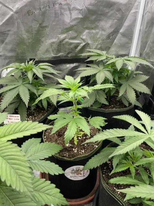 Northern lights. Week 4