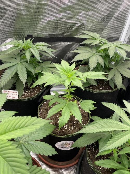 Northern lights. Week 4