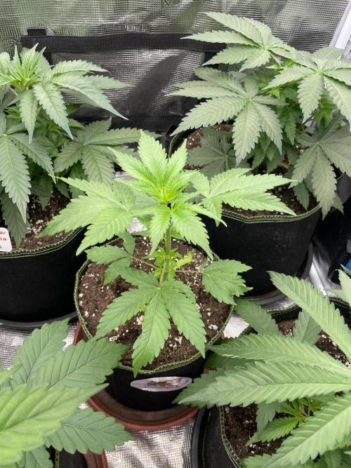 Northern lights. Week 4