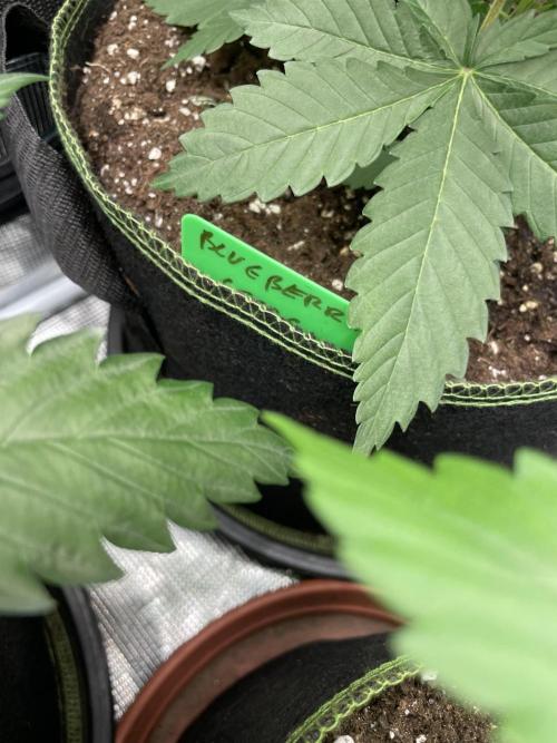 Blueberry. Week 4