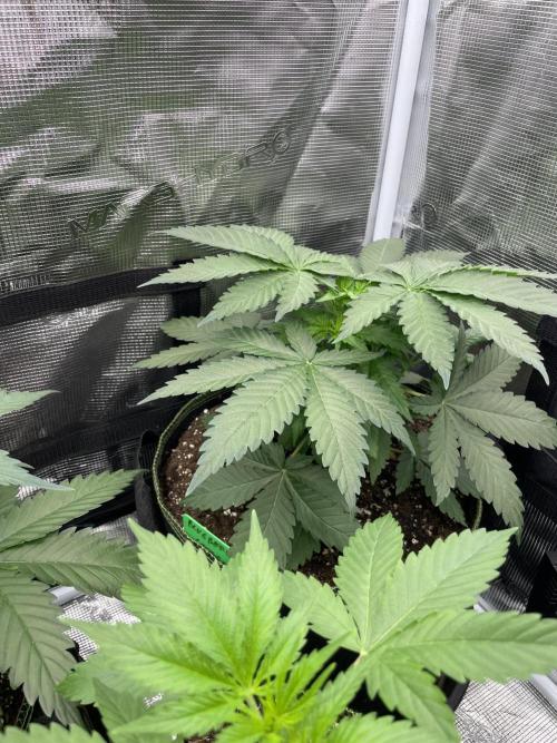 Blueberry. Week 4