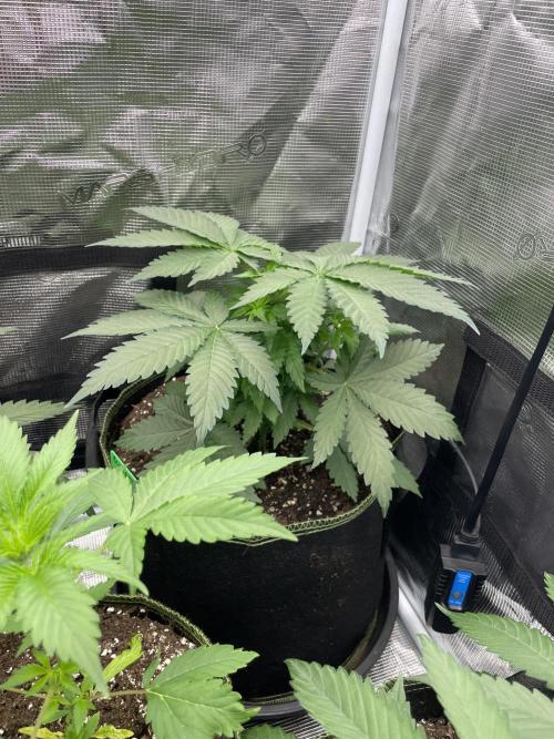 Blueberry. Week 4