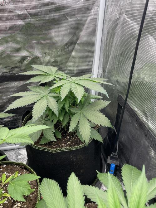 Blueberry. Week 4