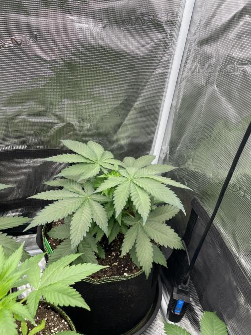 Blueberry. Week 4