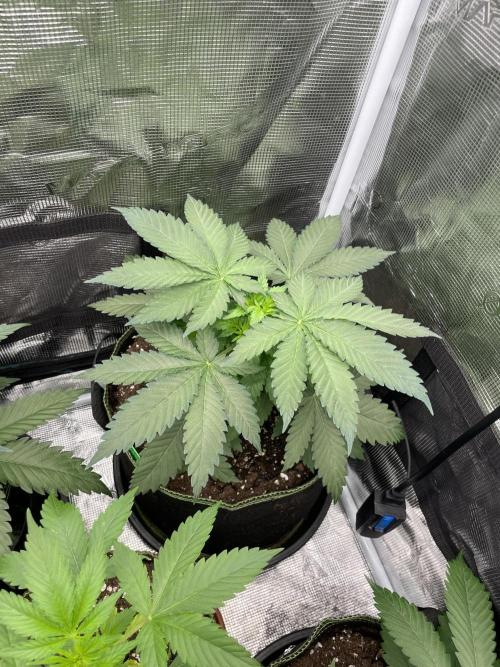 Blueberry. Week 4
